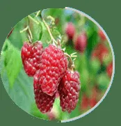 Red Raspberry