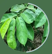 Soursop Leaf